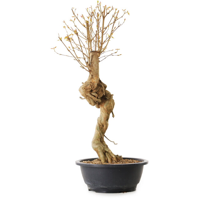 Acer buergerianum, 57 cm, ± 25 años