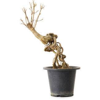 Acer buergerianum, 37 cm, ± 25 Jahre alt