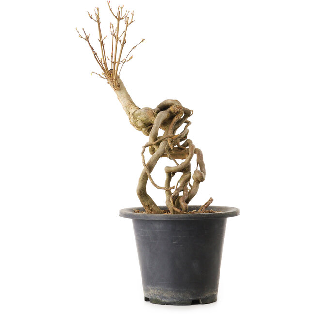 Acer buergerianum, 37 cm, ± 25 ans