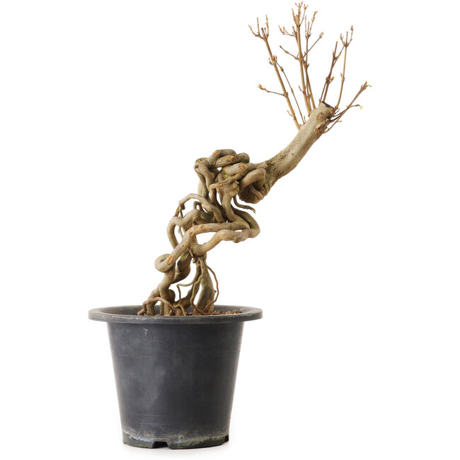 Acer buergerianum, 37 cm, ± 25 años