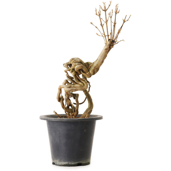 Acer buergerianum, 37 cm, ± 25 Jahre alt