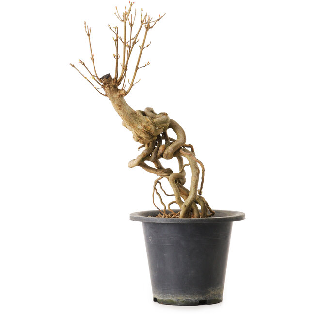 Acer buergerianum, 37 cm, ± 25 jaar oud