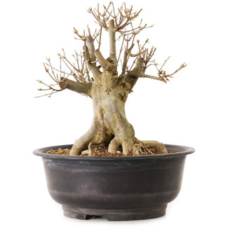 Acer buergerianum, 30 cm, ± 25 jaar oud