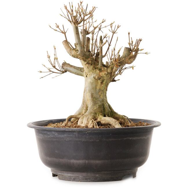 Acer buergerianum, 30 cm, ± 25 ans, avec un nebari de 20 cm