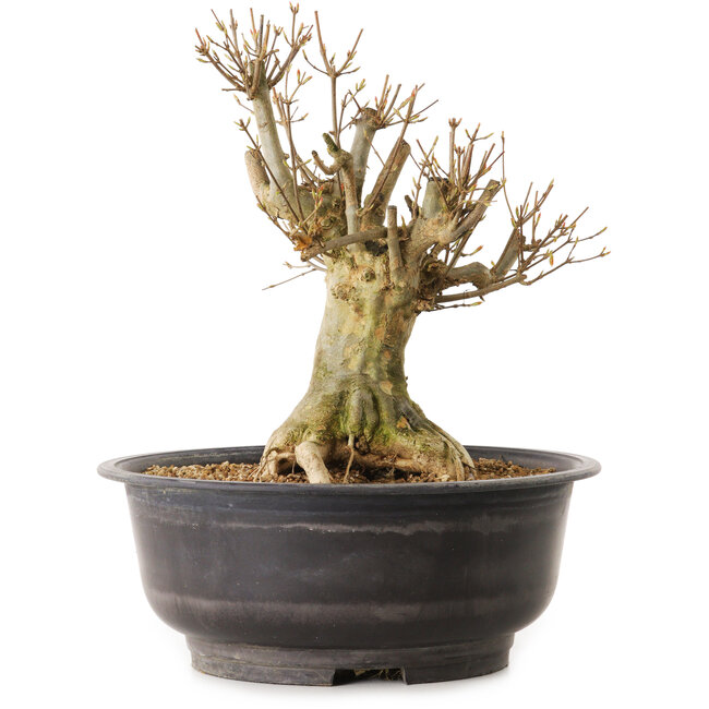 Acer buergerianum, 30 cm, ± 25 years old, with a nebari of 20 cm