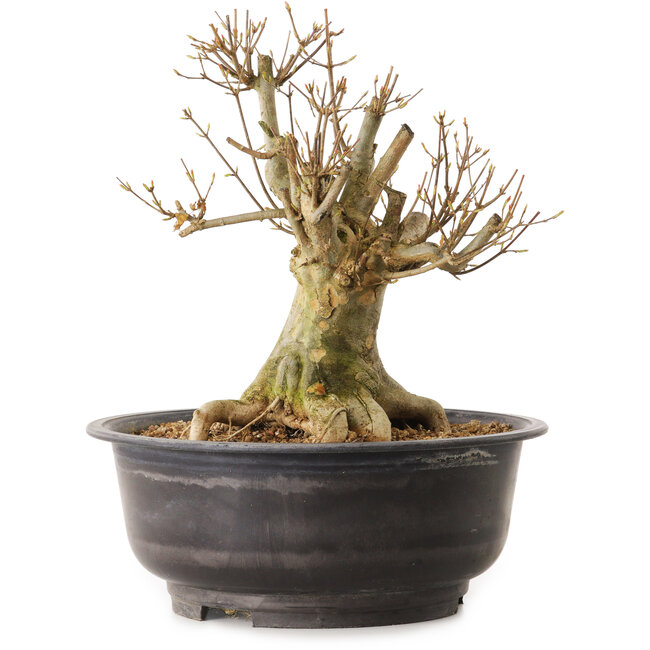 Acer buergerianum, 30 cm, ± 25 anni, con nebari di 20 cm