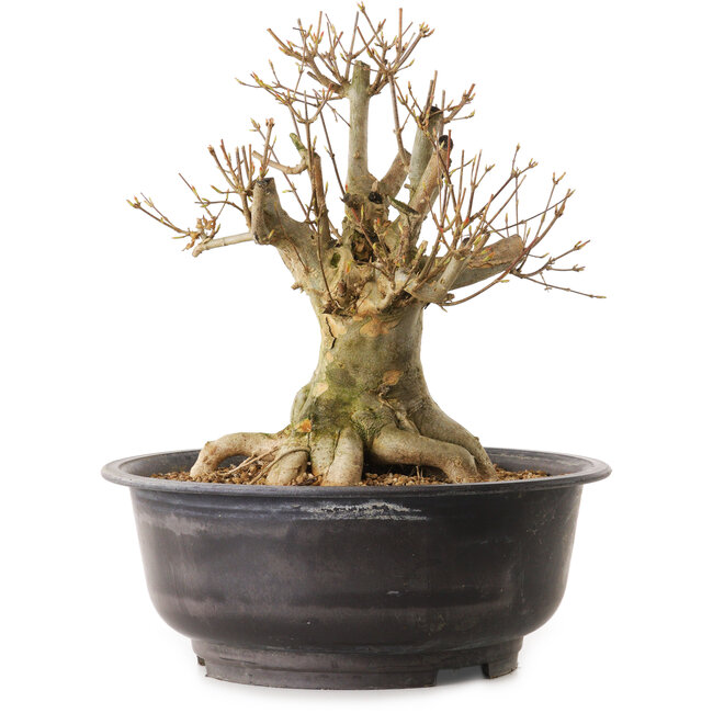Acer buergerianum, 30 cm, ± 25 jaar oud, met een nebari van 20 cm