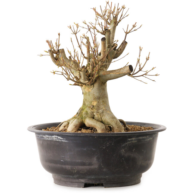 Acer buergerianum, 30 cm, ± 25 ans, avec un nebari de 20 cm