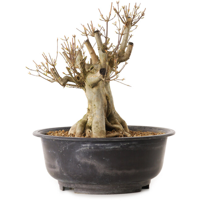 Acer buergerianum, 30 cm, ± 25 años, con un nebari de 20 cm