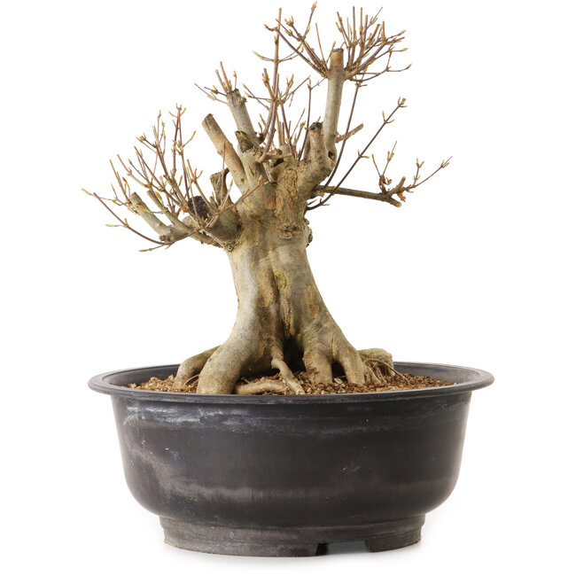 Acer buergerianum, 30 cm, ± 25 años, con un nebari de 20 cm