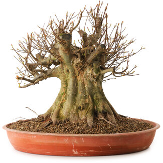 Acer buergerianum, 40 cm, ± 25 anni