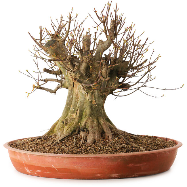 Acer buergerianum, 40 cm, ± 25 anni, con nebari di 40 cm