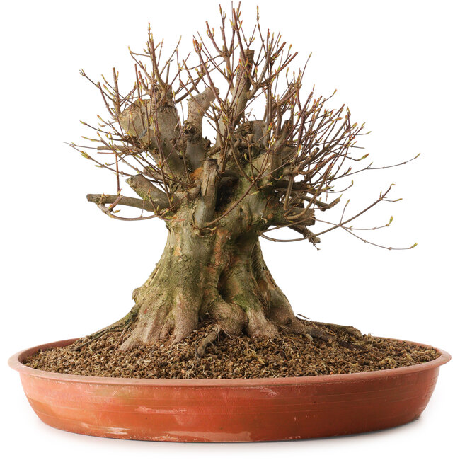 Acer buergerianum, 40 cm, ca. 25 Jahre alt, mit einem Wurzelhals von 40 cm