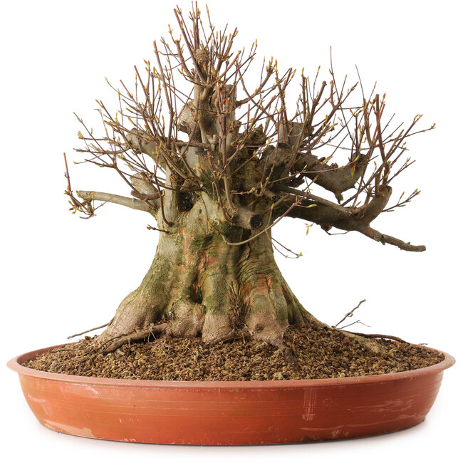 Acer buergerianum, 40 cm, ± 25 years old, with a nebari of 40 cm