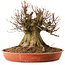 Acer buergerianum, 40 cm, ± 25 years old, with a nebari of 40 cm