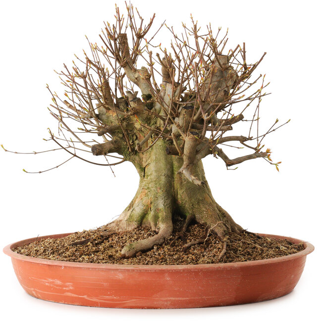 Acer buergerianum, 40 cm, ca. 25 Jahre alt, mit einem Wurzelhals von 40 cm