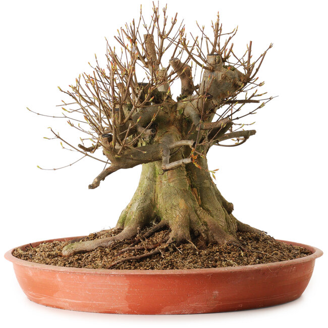 Acer buergerianum, 40 cm, ± 25 años, con un nebari de 40 cm