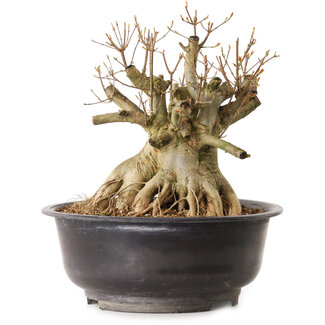 Acer buergerianum, 28 cm, ± 25 años