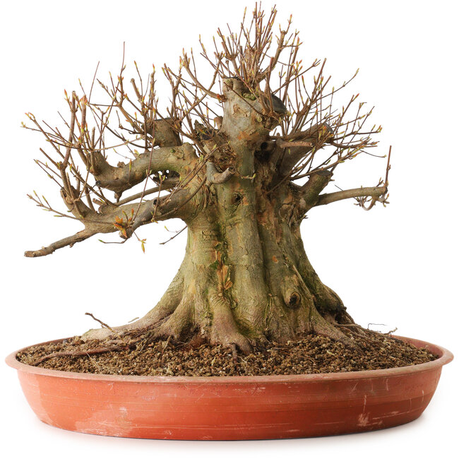 Acer buergerianum, 40 cm, ± 25 years old, with a nebari of 40 cm