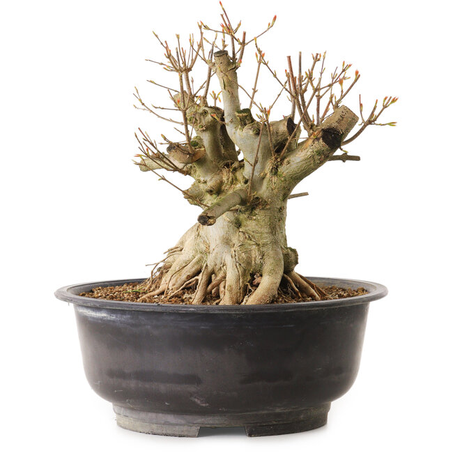 Acer buergerianum, 28 cm, ± 25 ans, avec un nebari de 28 cm