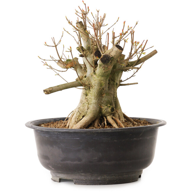 Acer buergerianum, 28 cm, ca. 25 Jahre alt, mit einem Wurzelhals von 28 cm