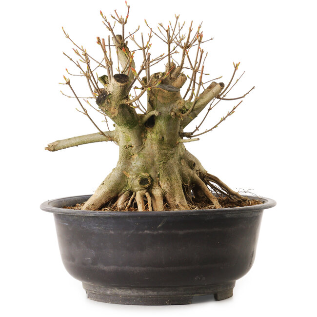 Acer buergerianum, 28 cm, ± 25 ans, avec un nebari de 28 cm