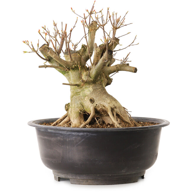 Acer buergerianum, 28 cm, ± 25 anni, con nebari di 28 cm