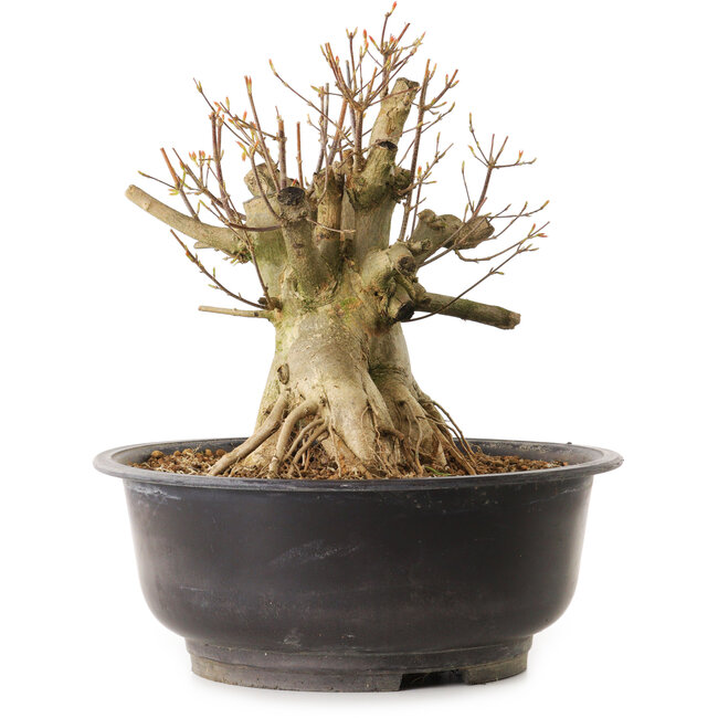 Acer buergerianum, 28 cm, ± 25 anni, con nebari di 28 cm