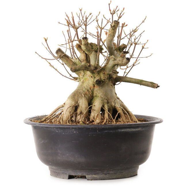 Acer buergerianum, 28 cm, ± 25 years old, with a nebari of 28 cm