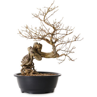 Acer buergerianum, 60 cm, ± 25 jaar oud