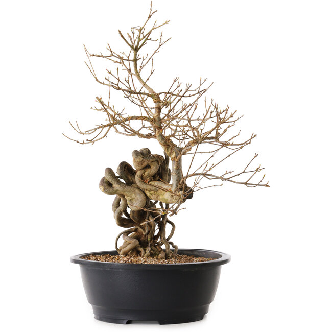 Acer buergerianum, 60 cm, ± 25 jaar oud