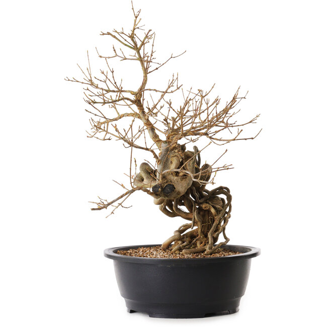 Acer buergerianum, 60 cm, ± 25 jaar oud