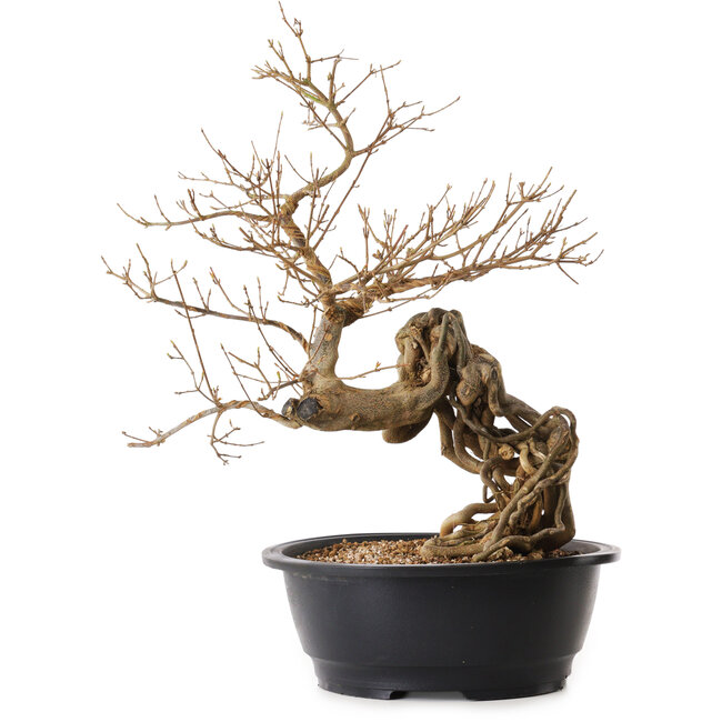 Acer buergerianum, 60 cm, ± 25 años