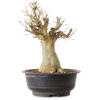 Acer buergerianum, 40 cm, ± 25 ans