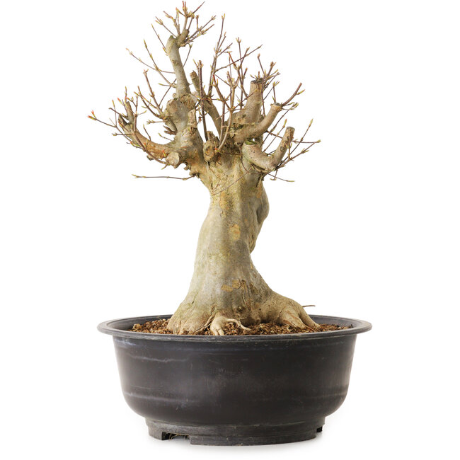 Acer buergerianum, 40 cm, ± 25 jaar oud, met een nebari van 20 cm