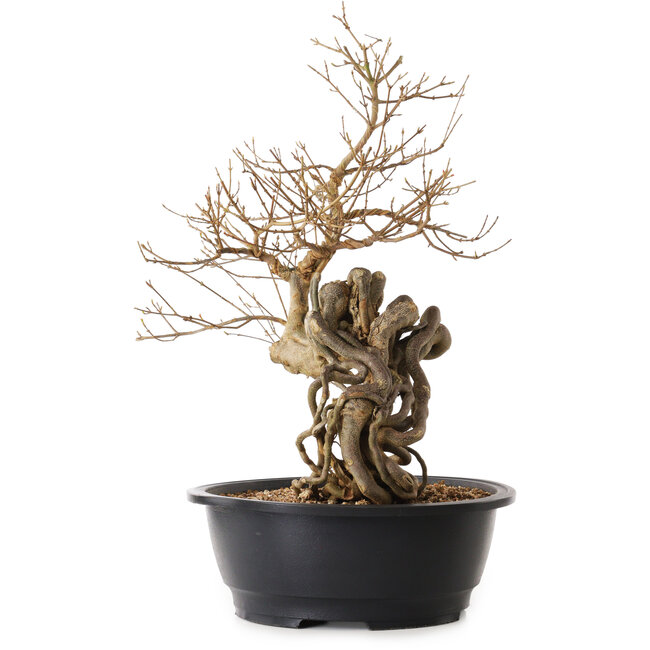 Acer buergerianum, 60 cm, ± 25 years old