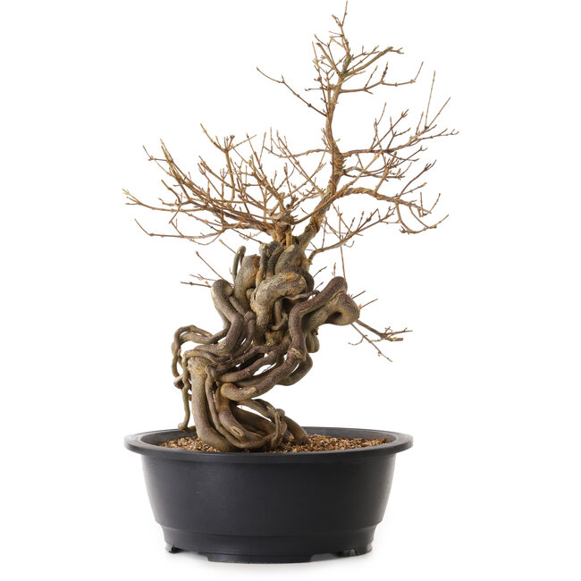 Acer buergerianum, 60 cm, ± 25 años