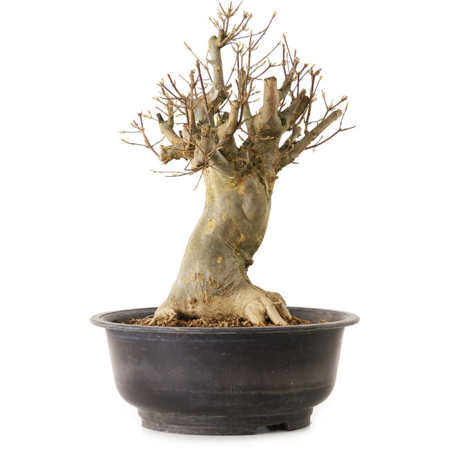 Acer buergerianum, 40 cm, ca. 25 Jahre alt, mit einem Wurzelhals von 20 cm