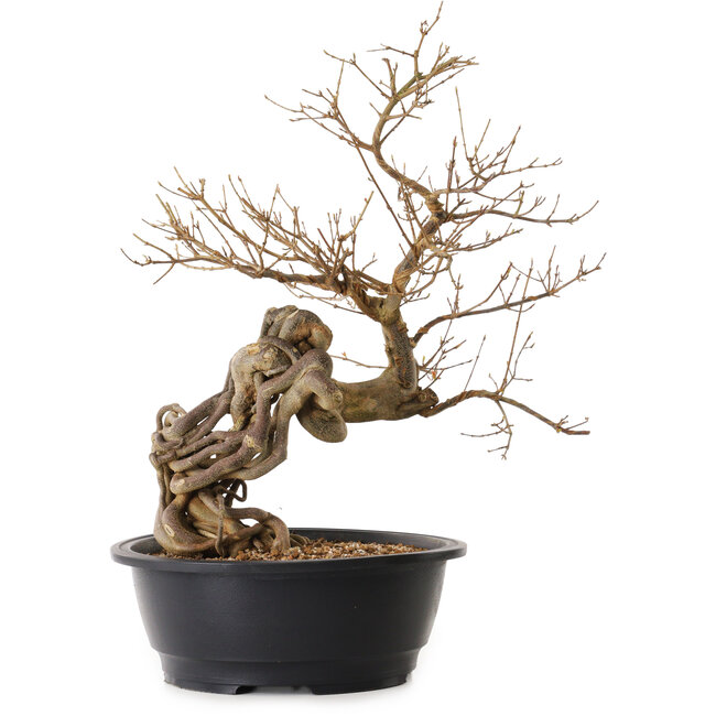 Acer buergerianum, 60 cm, ± 25 Jahre alt