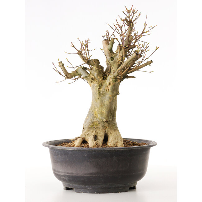 Acer buergerianum, 40 cm, ± 25 años, con un nebari de 20 cm