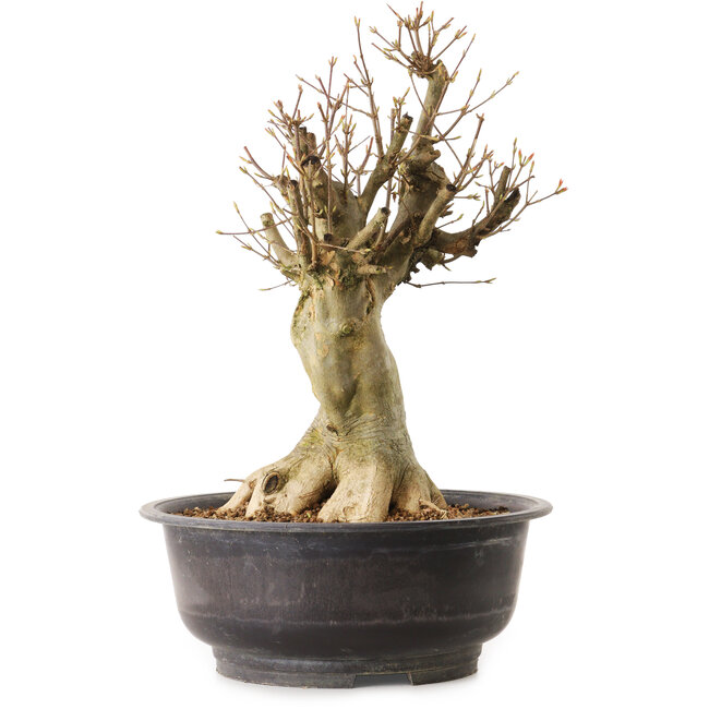 Acer buergerianum, 40 cm, ± 25 years old, with a nebari of 20 cm