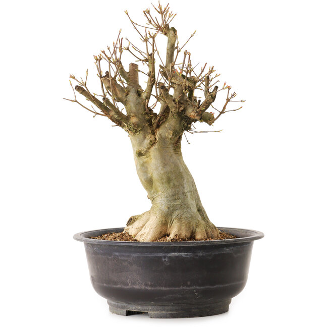 Acer buergerianum, 40 cm, ± 25 jaar oud, met een nebari van 20 cm