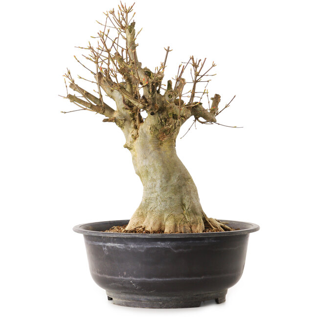 Acer buergerianum, 40 cm, ± 25 jaar oud, met een nebari van 20 cm