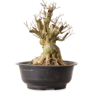 Acer buergerianum, 35 cm, ± 25 years old