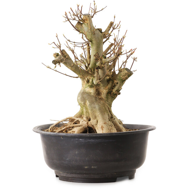 Acer buergerianum, 35 cm, ± 25 years old, with a nebari of 22 cm