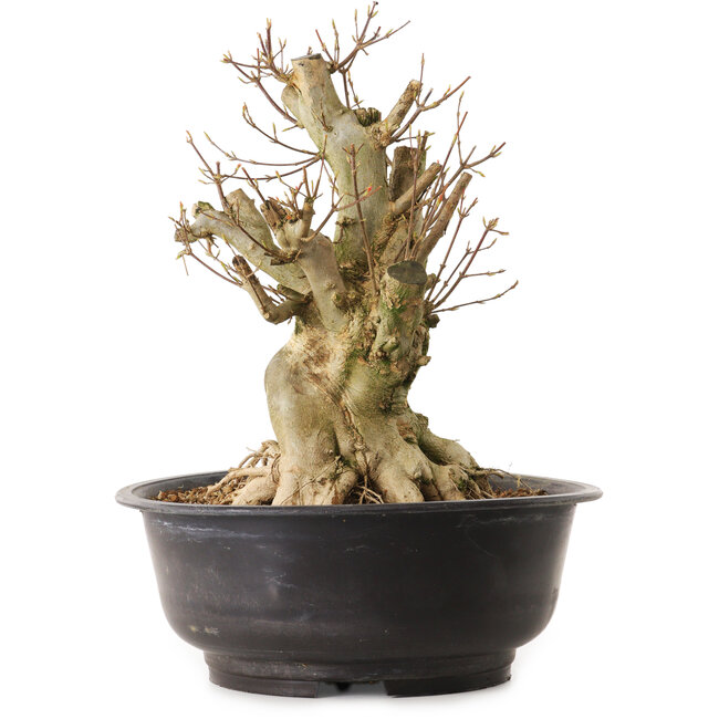 Acer buergerianum, 35 cm, ± 25 years old, with a nebari of 22 cm