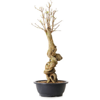 Acer buergerianum, 57 cm, ± 25 años