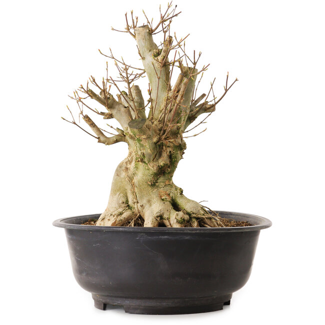 Acer buergerianum, 35 cm, ± 25 years old, with a nebari of 22 cm