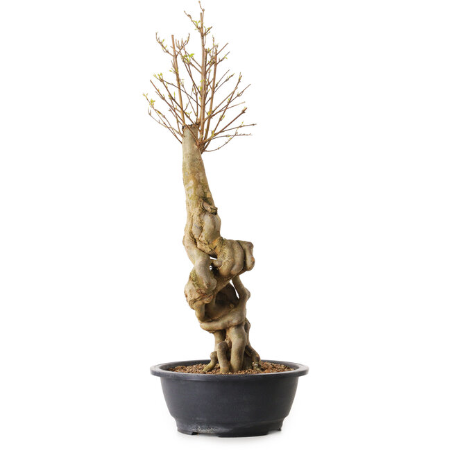 Acer buergerianum, 57 cm, ± 25 anni