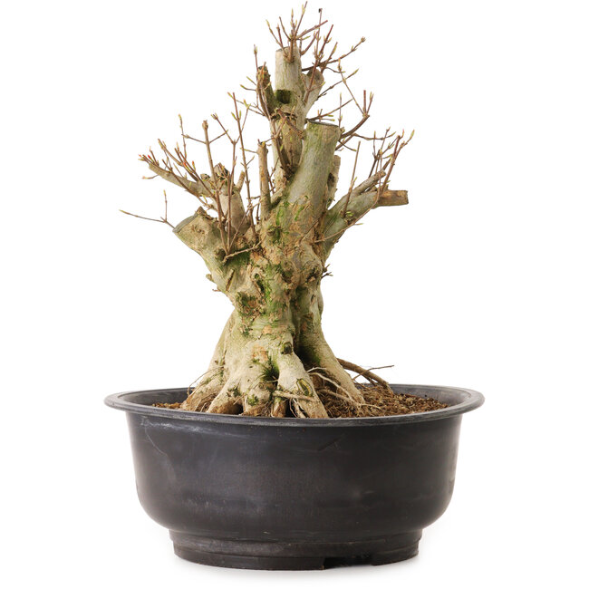 Acer buergerianum, 35 cm, ± 25 years old, with a nebari of 22 cm